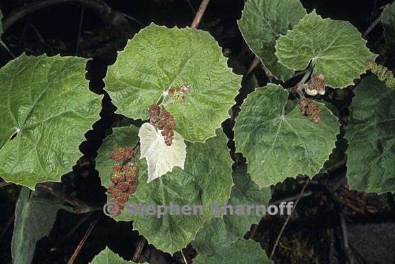 vitis girdiana 1 graphic